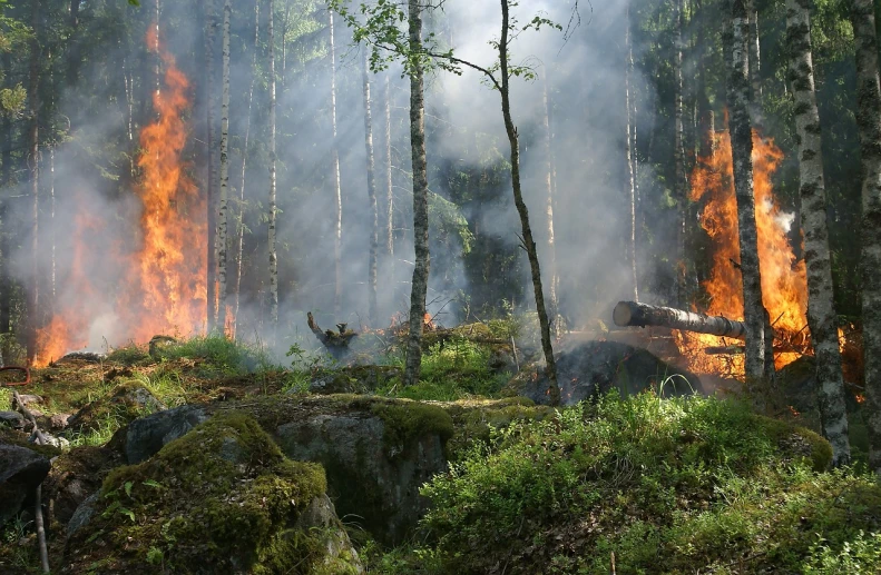 a forest fire in the middle of a forest, by Anato Finnstark, hurufiyya, politics, finnish naturalism