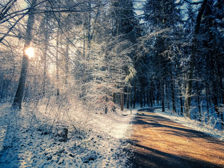 a dirt road in the middle of a snowy forest, a photo, by Thomas Häfner, shutterstock, sunny day in a park, toward the sun rays and caustics, postprocessed, glittering ice