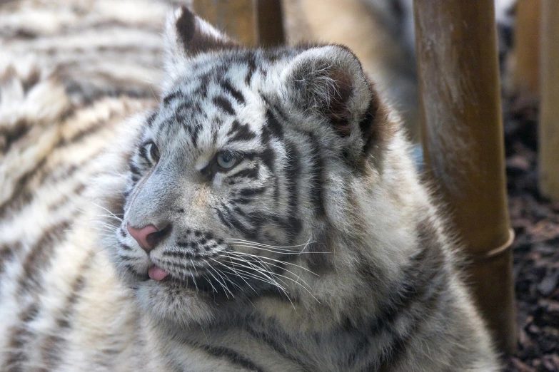 a close up of a tiger laying on the ground, by Erwin Bowien, flickr, glowing white face, cute:2, shiny silver, grinning lasciviously