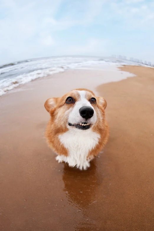 a brown and white dog standing on top of a sandy beach, a portrait, by Daniel Gelon, shutterstock, fish-eye, corgi, big cheeks!, realistic!