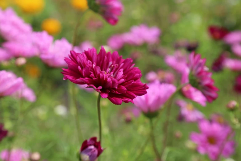 a close up of a pink flower in a field, a picture, by Dietmar Damerau, garden with flowers background, view of the cosmos, brown and magenta color scheme, high res photo