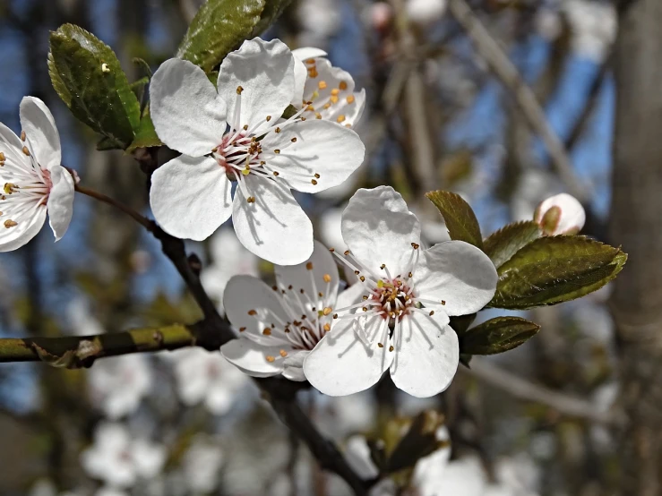 a close up of some white flowers on a tree, by Joan Ayling, cherry explosion, male and female, portrait close - up, 2 0 0 mm