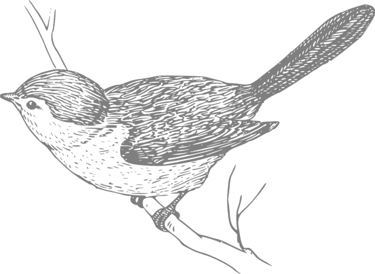 a black and white drawing of a bird on a branch, a stipple, trending on pixabay, kinetic pointillism, detail render, macpaint, with a black background, cellshaded