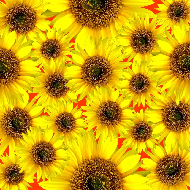 a bunch of yellow sunflowers on a red background, a digital rendering, vorticism, detailed patterned background, high quality product image”