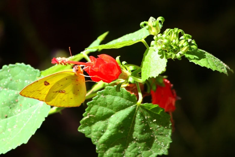 a yellow butterfly sitting on a red flower, hurufiyya, the yellow creeper, flash photo