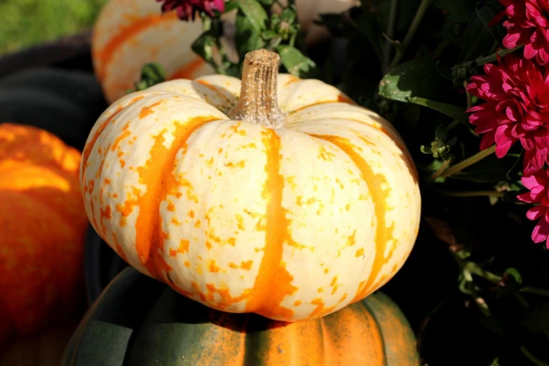 a group of pumpkins sitting on top of a table, a stipple, pixabay, orange and white, high quality product image”