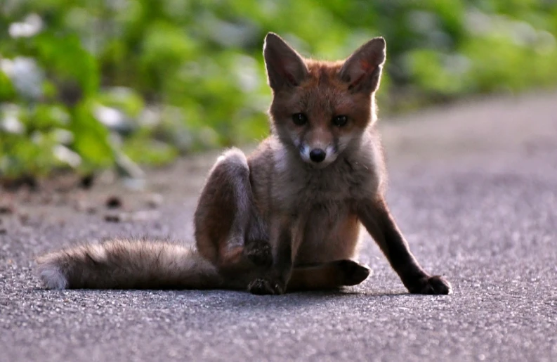 a small fox sitting on the side of a road, a picture, by Robert Brackman, flickr, sitting cross-legged, holding court, innocence, anatomically correct vulpine