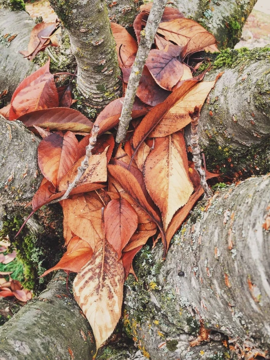 a bunch of leaves sitting on top of a tree, a photo, inspired by Andy Goldsworthy, pexels, land art, photo taken with an iphone, decaying rich colors!, an old elven wood, organized composition!