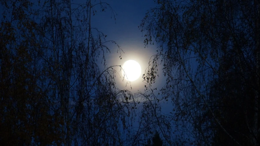 a full moon is seen through the branches of a tree, by Linda Sutton, pixabay, birch, the moonlit dance of the fae, evening sun, saturn and supermoon in the sky