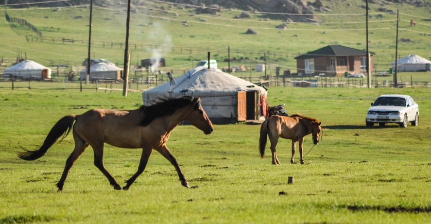 a couple of horses walking across a lush green field, dau-al-set, huts, in the steppe, horse is up on its hind legs, lê long