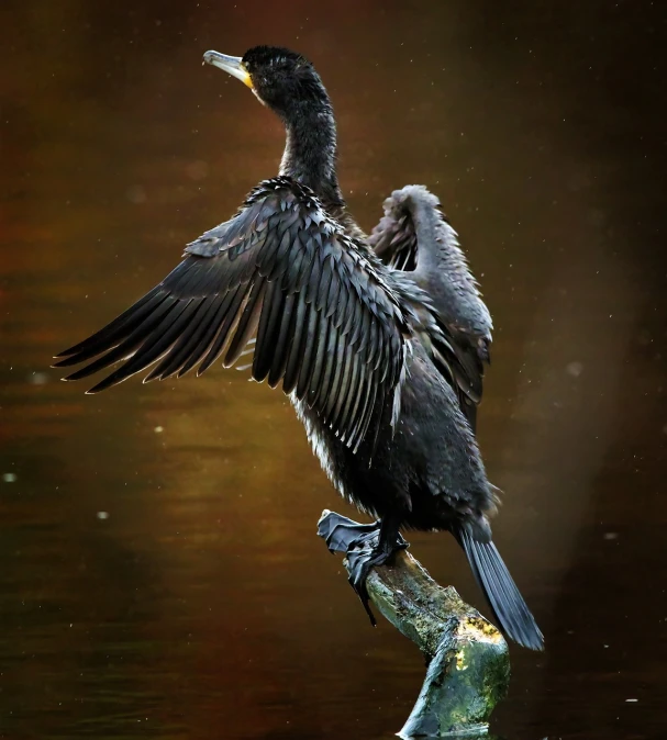 a bird that is sitting on a branch in the water, by Dietmar Damerau, pixabay contest winner, shag, dramatic powerful pose, ruffled wings, just after rain