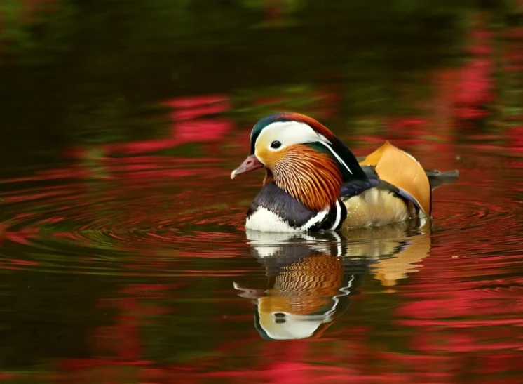 a duck floating on top of a body of water, a picture, by David Garner, flickr, shin hanga, red black white golden colors, colorful bird with a long, full of colour 8-w 1024, very beautiful and elegant