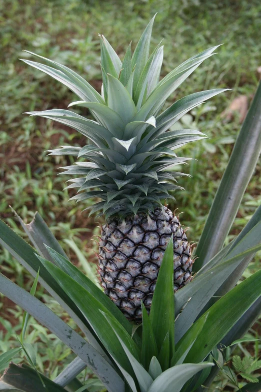 a pineapple sitting on top of a green plant, by Alexander Scott, flickr, hurufiyya, ethiopian, ( ( ( kauai ) ) ), year 2447, booru