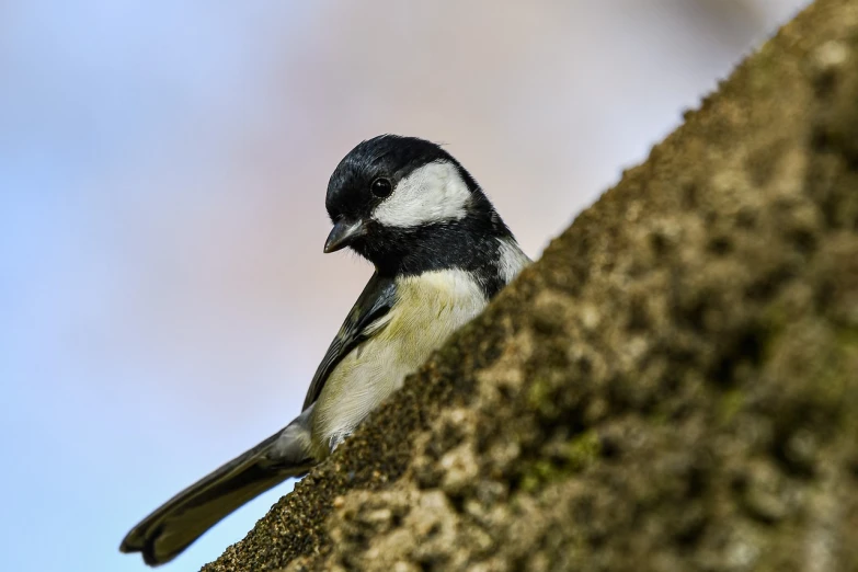 a black and white bird sitting on top of a tree, a macro photograph, shutterstock, bauhaus, highly detailed photo 4k, fluffy green belly, modern very sharp photo