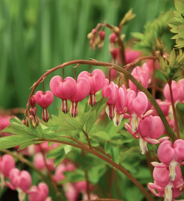 a close up of a plant with pink flowers, by Rainer Maria Latzke, shutterstock, red hearts, cascade, wisconsin, several hearts