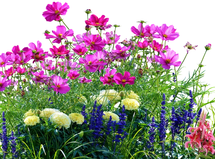 a bunch of flowers that are in a vase, a digital rendering, romanticism, gardens with flower beds, view of the cosmos, flattering photo, bright on black