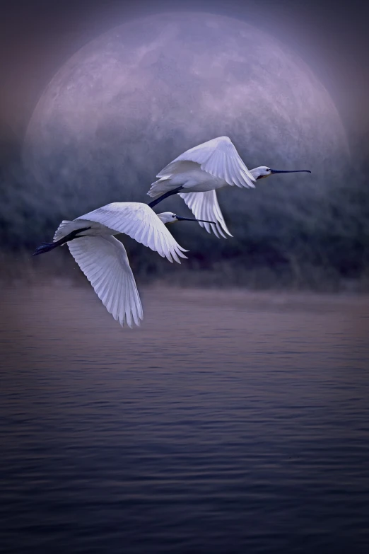 two white birds flying over a body of water, by Cindy Wright, shutterstock, digital art, beautiful moon light, crane, stock photo, bayou