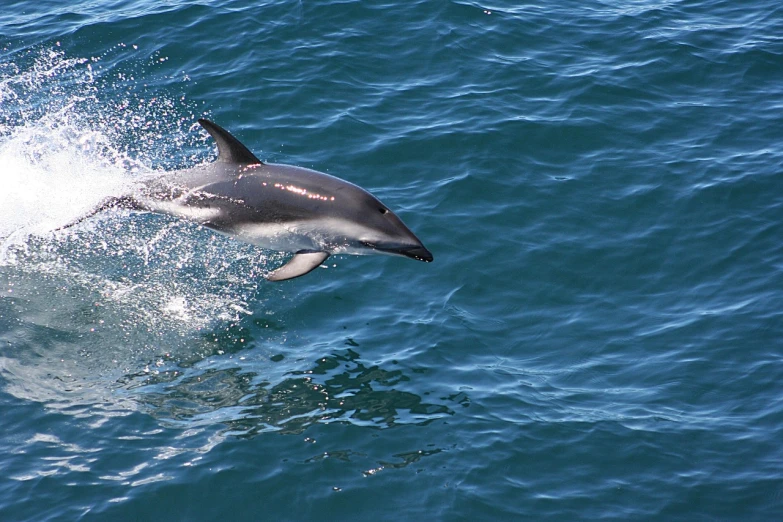 a dolphin is jumping out of the water, by David Simpson, hurufiyya, with narrow nose, fresh from the printer, new zeeland, on the ocean