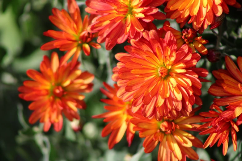 a close up of a bunch of orange flowers, vivid ember colors, chrysanthemum, épaule devant pose, in the sun