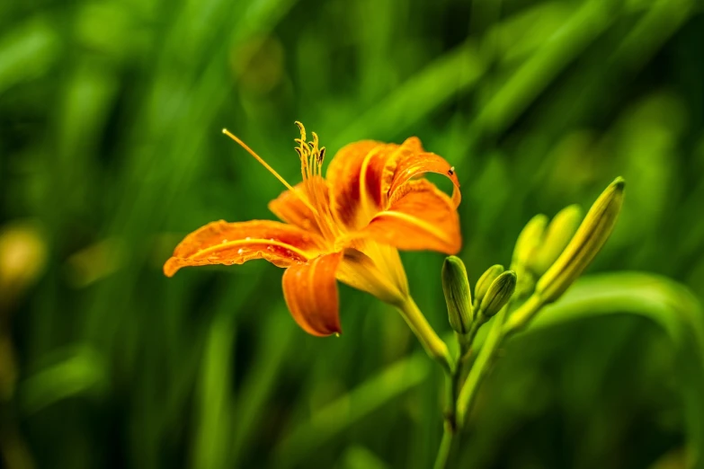 a single orange flower sitting on top of a lush green field, a macro photograph, renaissance, lily flowers, mid shot photo, vibrant and rich colors, taken with sony a7r camera