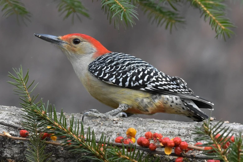 a red - bellied woodpecker perches on a branch of a pine tree, by David Garner, trending on pixabay, hurufiyya, today\'s featured photograph 4k, elaborate detail, orange head, sitting on a log