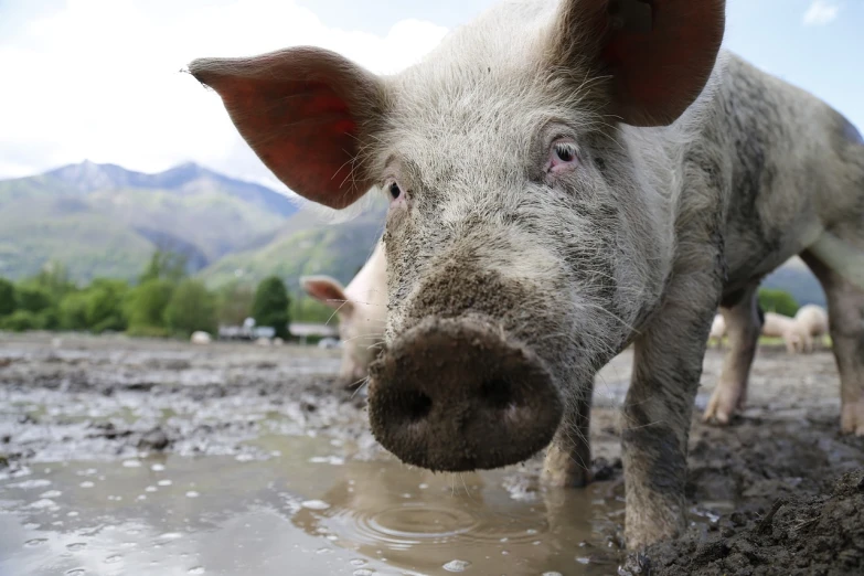 a close up of a pig in a muddy field, renaissance, high res photo, puddles, istockphoto, colorado