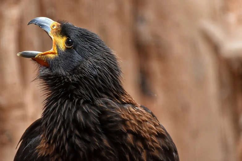 a close up of a bird of prey with its mouth open, a portrait, by Dietmar Damerau, trending on pixabay, hurufiyya, portrait of rugged zeus, left profile, black aarakocra eagle warlord, singing