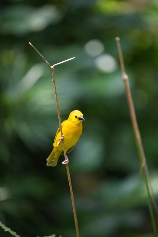 a yellow bird sitting on top of a tree branch, flickr, rare bird in the jungle, shallow depth of field, tourist photo, straw