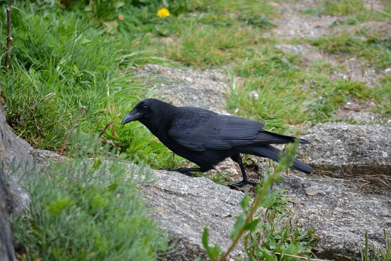 a black bird standing on top of a rock, by Jørgen Nash, flickr, renaissance, crawling on the ground, walking to the right, dressed all in black, he is wearing a black