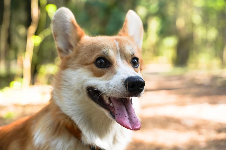 a close up of a dog with its tongue out, a portrait, shutterstock, enjoying a stroll in the forest, corgi cosmonaut, on a sunny day, ultra-realistic