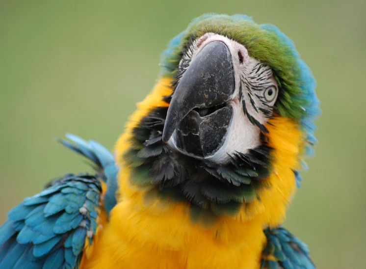 a close up of a parrot with a green background, a portrait, by Edward Corbett, shutterstock, yellow and blue and cyan, stock photo, taken with a pentax k1000, with a happy expression