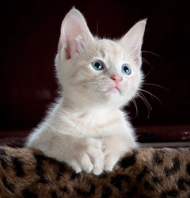 a white kitten with blue eyes sitting on a leopard print blanket, shutterstock, albino, very beautiful photo, high res photo, sitting on a mocha-colored table
