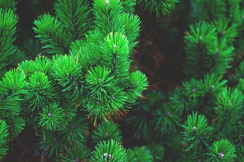 a close up of a green pine tree, shutterstock, retro effect, elf forest background, colorado, shot from above