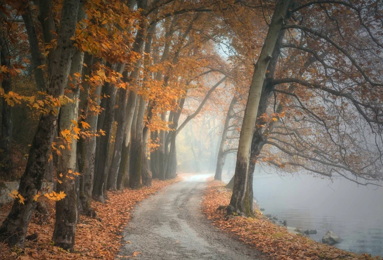 a dirt road surrounded by trees on a foggy day, a picture, by Alfons Walde, romanticism, autumn leaves, beside the river, vertical wallpaper, gray and orange colours