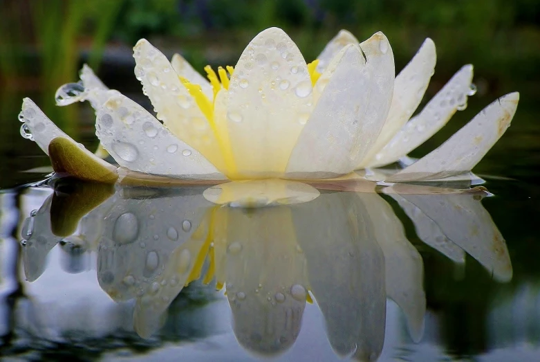 a white flower sitting on top of a body of water, a picture, by Jan Rustem, pixabay, wet puddles reflecting, floating crown, lily, closeup 4k