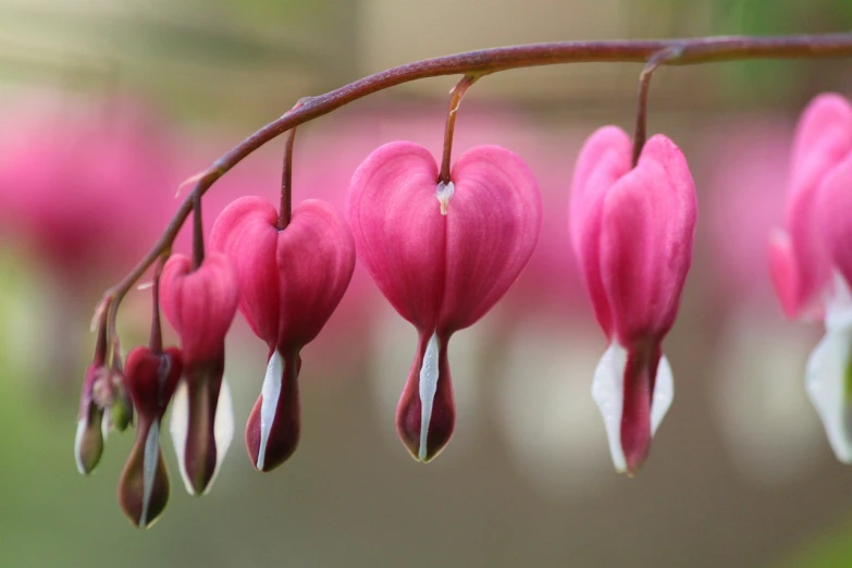a bunch of pink flowers hanging from a branch, a macro photograph, by Robert Brackman, flickr, several hearts, in a row, closeup photo, 3 4 5 3 1