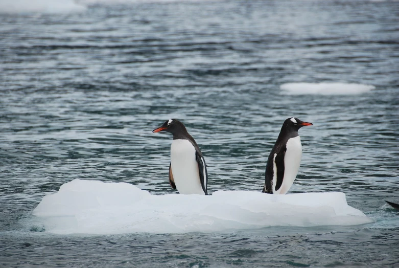 two penguins are standing on an iceberg in the water, a photo, by Peter Churcher, pexels, hurufiyya, resting after a hard mission, left profile, 🦩🪐🐞👩🏻🦳, photo taken from a boat