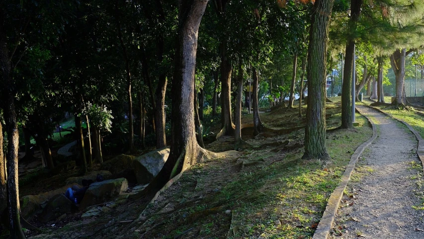 a train traveling through a lush green forest, a picture, pexels, realism, shadows. asian landscape, walking around in forest, tree roots, in a city park