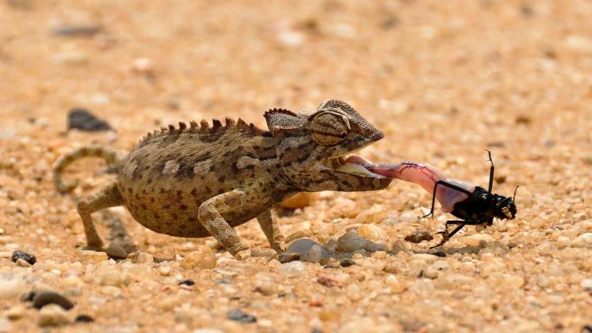 a close up of a lizard with a bug in it's mouth, a photo, by Robert Brackman, pexels contest winner, sri lankan mad max style, on the desert, facing off in a duel, closeup at the food