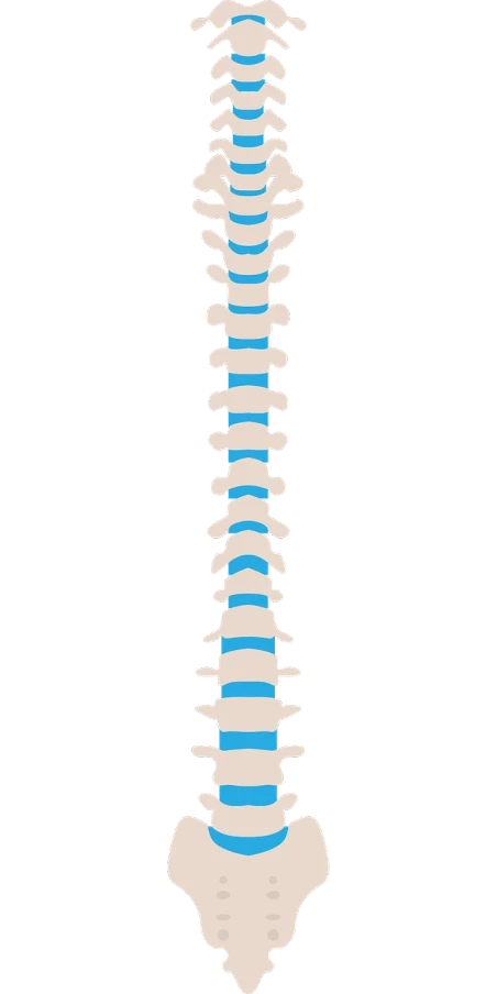 a diagram of the back of a human spine, an illustration of, conceptual art, on a flat color black background, black and blue scheme, sharp high detail illustration, full color illustration