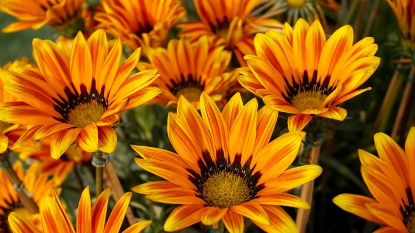 a close up of a bunch of yellow flowers, by Juergen von Huendeberg, pexels, orange and black, flowers with very long petals, high res photo, front closeup