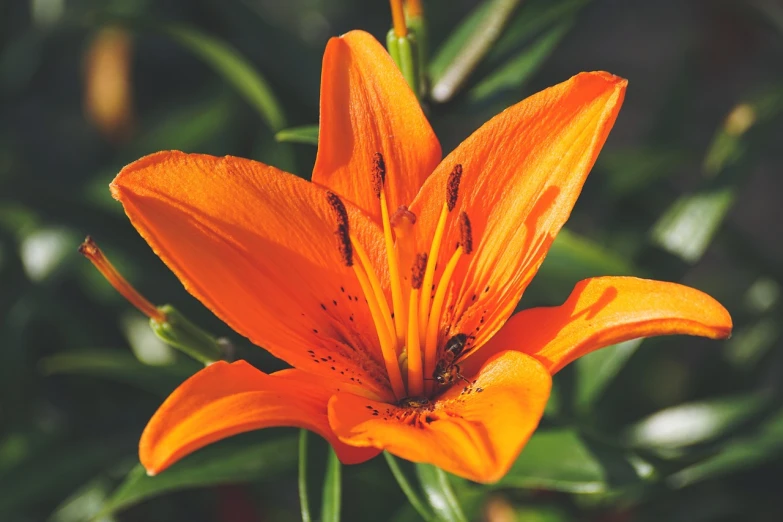 a close up of an orange flower with green leaves, by Brian Thomas, pexels, hurufiyya, lilies, sunny atmosphere, 5 years old, smooth detailed