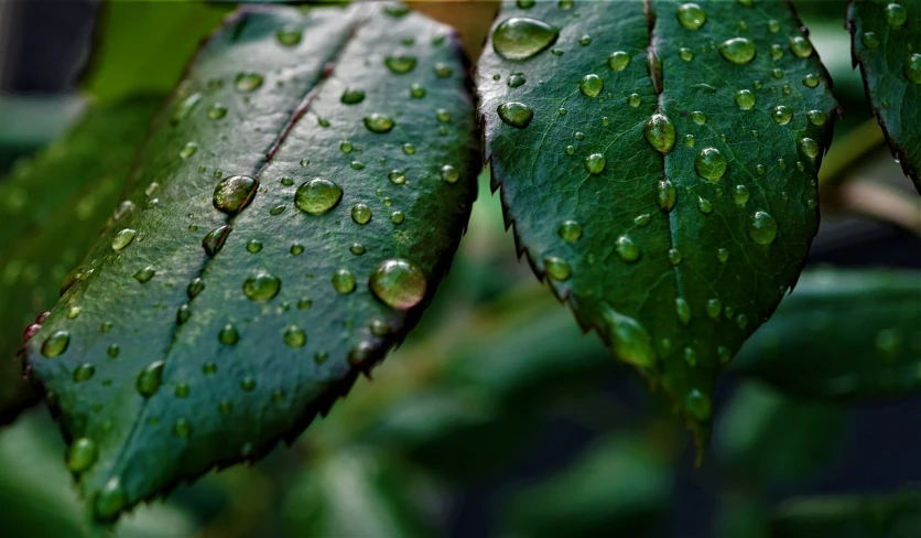 a close up of a leaf with water droplets on it, a macro photograph, by Jan Rustem, pixabay, photorealism, dark green leaves, after rain and no girls, high detail 4 k, very high detailed