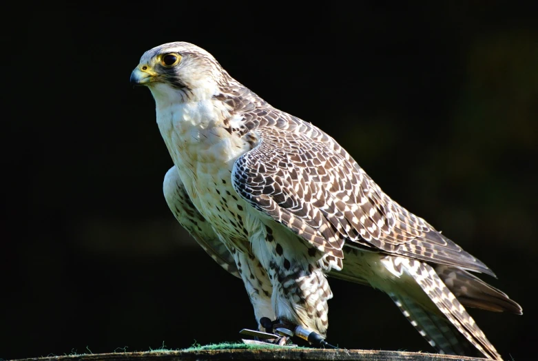 a close up of a bird of prey on a branch, a portrait, white with black spots, museum quality photo, outdoor photo, in the sun