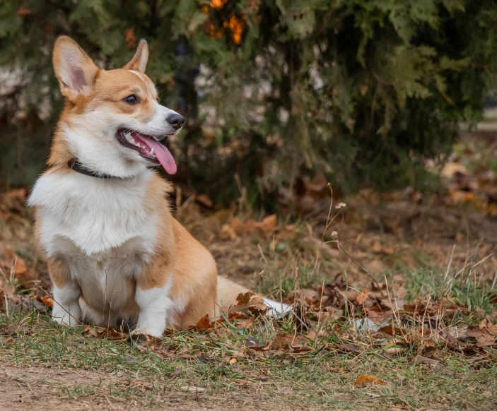 a dog that is sitting in the grass, a portrait, shutterstock, corgi, sitting on a leaf, color corrected, fall season