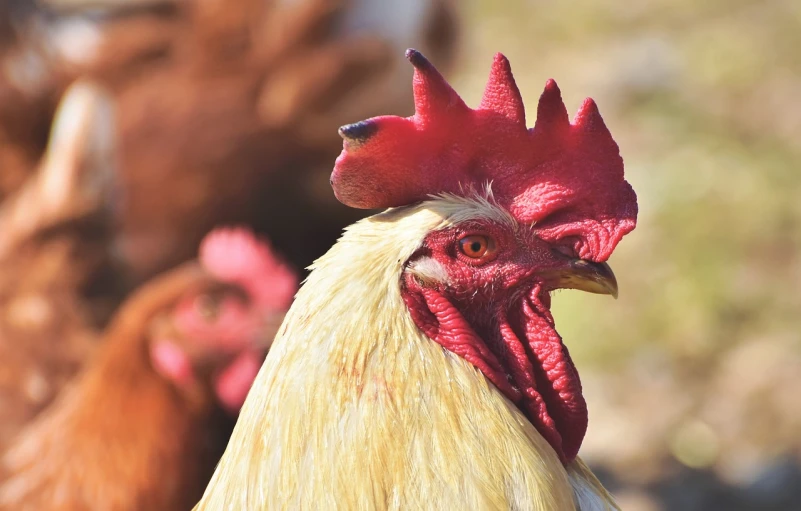 a close up of a rooster with other chickens in the background, a photo, renaissance, head and shoulders view, red horns, the sun is shining, high res photo