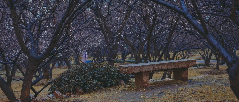 a stone bench surrounded by trees in a park, a picture, by Torii Kiyomoto, realism, plum blossom, petra collins, denis sarazhin, hiding