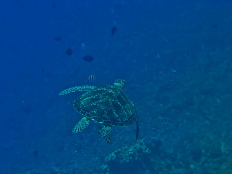 a turtle that is swimming in the water, hurufiyya, 35mm photo, deep blue sea color, taken with canon eos 5 d, 🦩🪐🐞👩🏻🦳