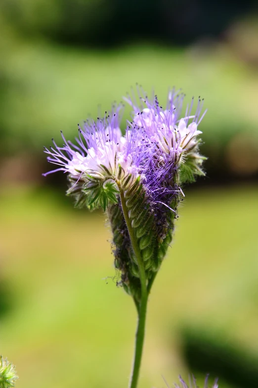 a close up of a flower with a blurry background, a macro photograph, hurufiyya, purple head, tufty whiskers, flash photo