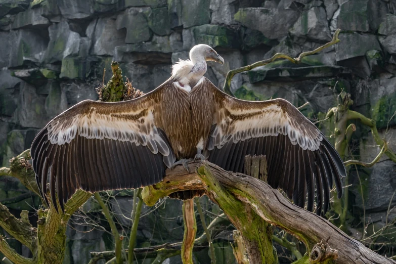 a large bird sitting on top of a tree branch, by Hristofor Žefarović, shutterstock, vultures, perched on a rock, ruffled wings, picture taken in zoo